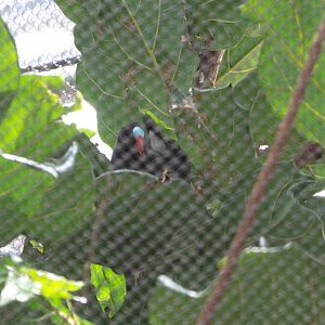 Allen's Gallinule- (Porphyrio alleni)