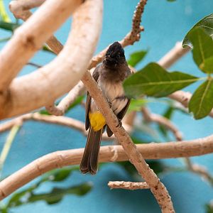 Common Bulbul- (Pycnonotus barbatus)