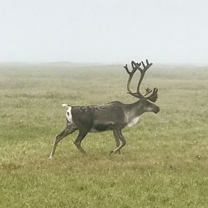 Caribou - Alaska