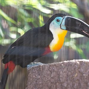 Channel-billed Toucan- (Ramphastos vitellinus)