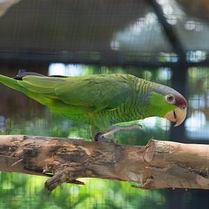 Lilac-crowned Amazon- (Amazona finschi)