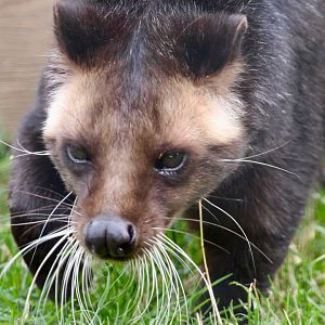 Sumatran White-bearded Civet