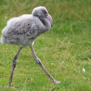 Greater Flamingo chick