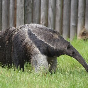 Giant Anteater