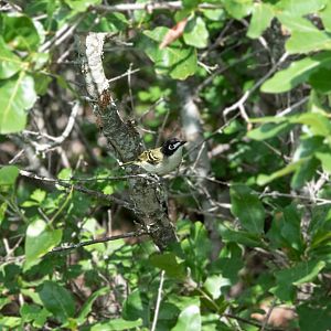 Black-capped Vireo- (Vireo atricapilla)