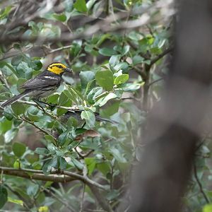 Golden-cheeked Warbler- (Setophaga chrysoparia)
