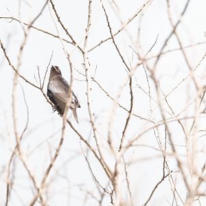 Bronzed Cowbird- (Molothrus aeneus)