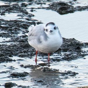 Little Gull- (Hydrocoloeus minutus)