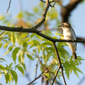 Red-eyed Vireo- (Vireo olivaceus)