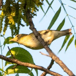 Warbling Vireo- (Vireo gilvus)