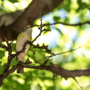 White-eyed Vireo- (Vireo griseus)