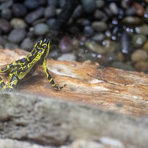 Atelopus pulcher