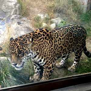 Jaguar