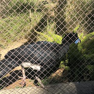 Blue Billed Curassow