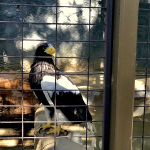 Steller’s Sea Eagle