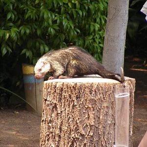 Sphiggurus porcupine ID?