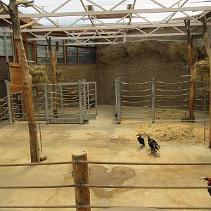 Giraffe Barn (with Southern Ground Hornbills)