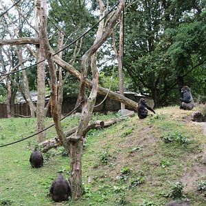 Lowland Gorilla Exhibit (feeding time)