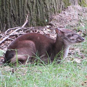 Blue Duiker