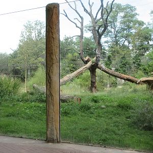 Spectacled Bear Exhibit