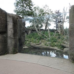 Spectacled Bear Exhibit