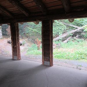 Eurasian Lynx Exhibit