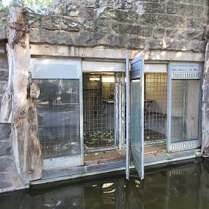 Hamadryas Baboon 'Rock' - tiny indoor quarters