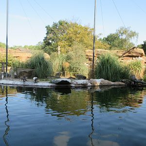 Humboldt Penguin/Inca Tern Aviary
