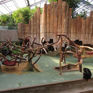Chimpanzee Exhibit (zero outdoor access)