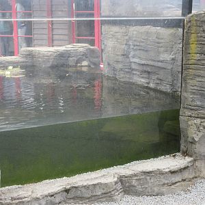 Small-clawed Otter Exhibit