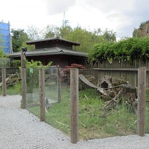 Small-clawed Otter Exhibit