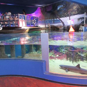 Shark Tank (with a White-tipped Shark)
