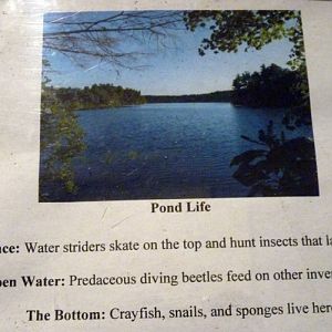 The only labelling for belostomatid water bugs