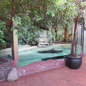 Smooth-fronted Caiman Exhibit
