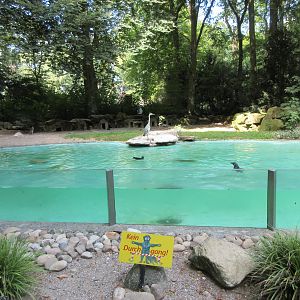 Humboldt Penguin Exhibit