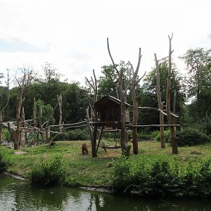 Orangutan/Malayan Tapir Exhibit