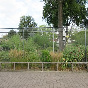Ring-tailed Lemur Exhibit