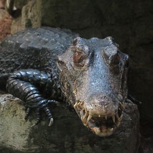 Cuvier's Dwarf Caiman