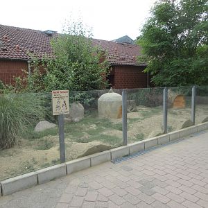 Meerkat Exhibit