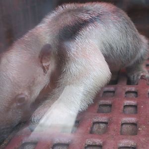 Southern Tamandua (newborn)