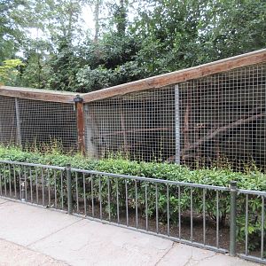 Northern Yellow-throated Marten Exhibits