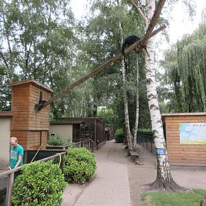 Binturong Exhibit
