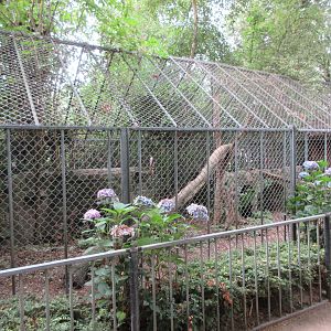 Eurasian Lynx Exhibit