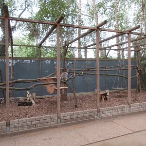 Ring-tailed Lemur Exhibit