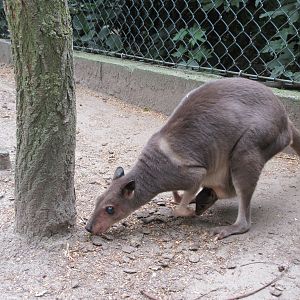White-striped Dorcopsis (with baby)