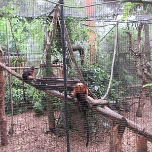 Golden-headed Lion Tamarin Exhibit