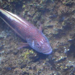 Hawkfish ID