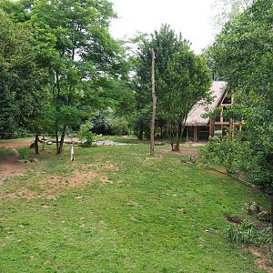 African hunting dog exhibit, 2019-07-21