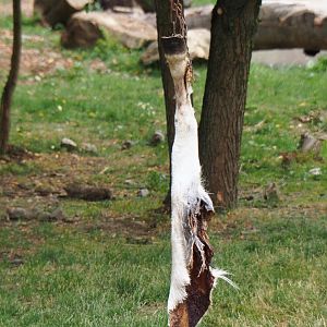 African hunting dog lunch - Possibly a pony leg, 2019-07-21