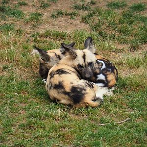 African hunting dogs (Lycaon pictus), 2019-07-21